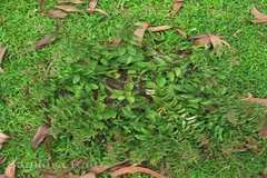 Tylophora fasciculata